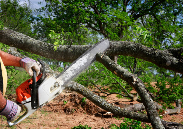 The Steps Involved in Our Tree Care Process in East Helena, MT